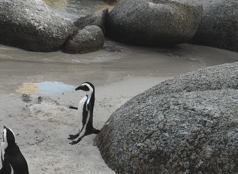 An action close up of a cute Penguin in mid air as it jumps from a boulder onto the sandy beach in Simon's Town, South Africa.