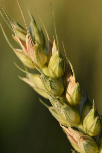 Macro image of wheat in a field stock photo