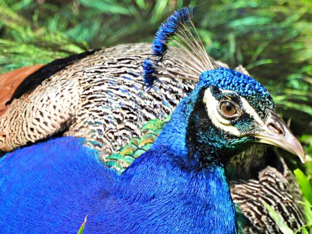 istock Peacock (Pavo cristatus) male, portrait 1330390189