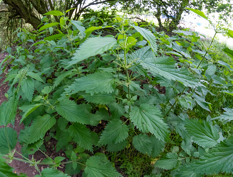 A wide angle fisheye view of vibrant green nettles growing in the woodland