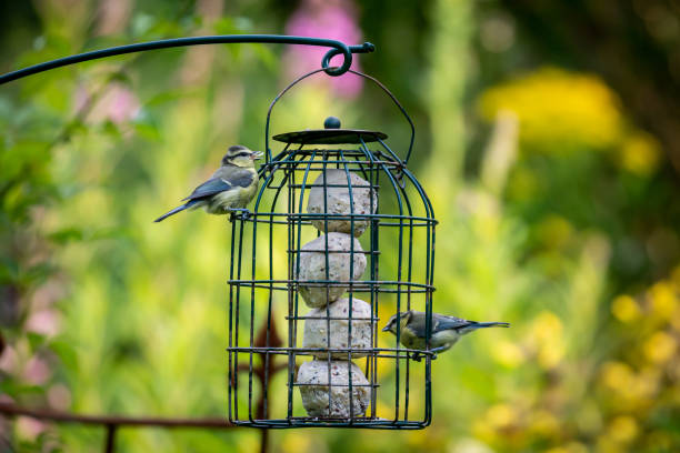 istock Juvenile Eurasian Blue Tits Perched on a Garden Bird Feeder 1330390366