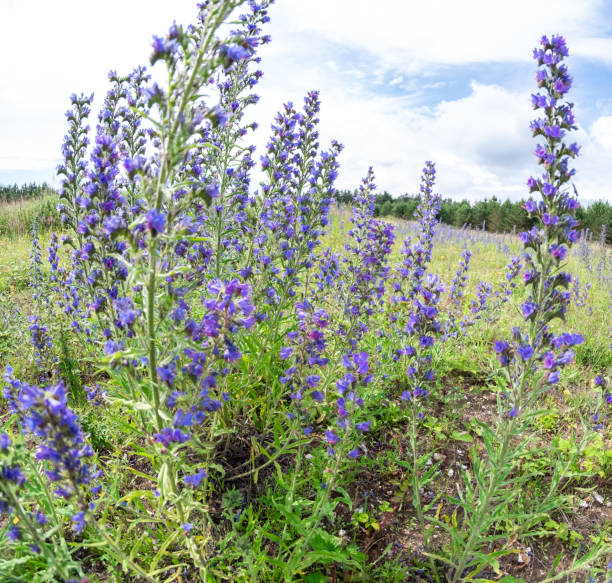 시골에서 자라는 예쁜 야생 블루벨 - wildflower lush foliage outdoors campanula 뉴스 사진 이미지