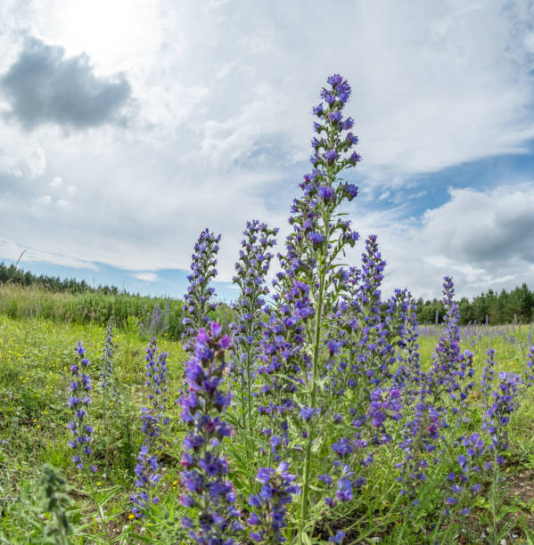 dość dzikie dzwony rosnące na wsi - wildflower lush foliage outdoors campanula zdjęcia i obrazy z banku zdjęć