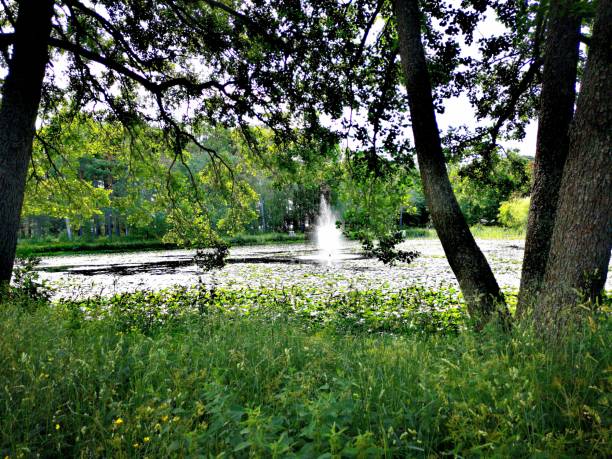 istock Finland, South, Hanko, water lily pond, summer, view through trees 1330390439