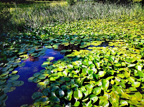Finland, South, Hanko, Water Lilies Pond, Summer,