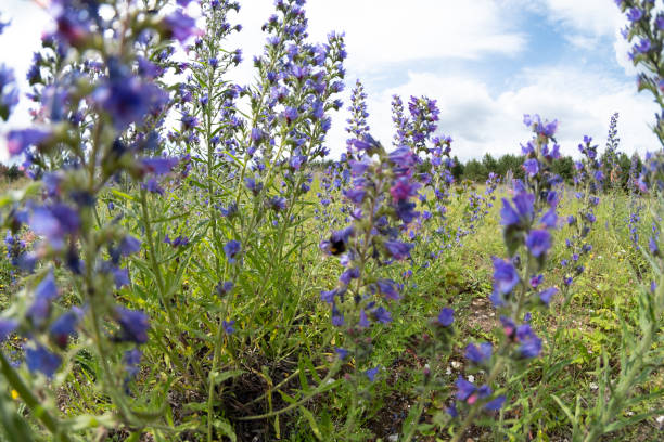 dość dzikie dzwony rosnące na wsi - wildflower lush foliage outdoors campanula zdjęcia i obrazy z banku zdjęć