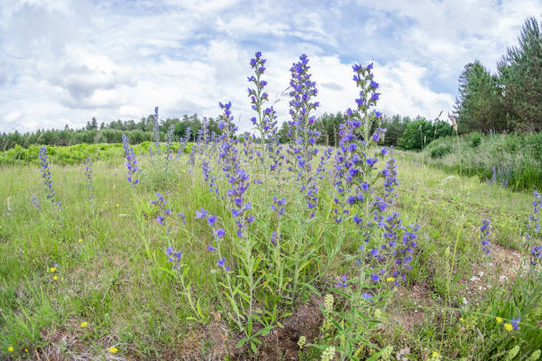 dość dzikie dzwonki rosnące na wsi - wildflower lush foliage outdoors campanula zdjęcia i obrazy z banku zdjęć