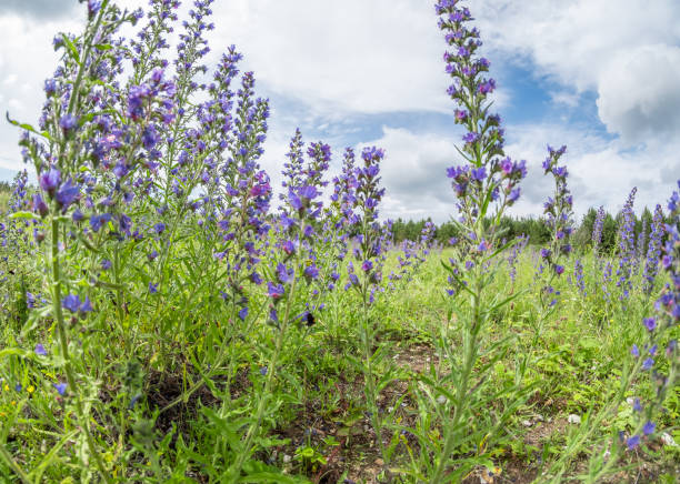 dość dzikie dzwonki rosnące na wsi - wildflower lush foliage outdoors campanula zdjęcia i obrazy z banku zdjęć