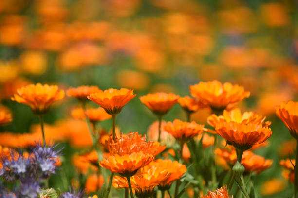 istock A bed of Nasturtium Flowers 1330391435