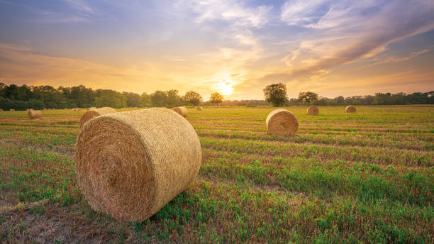 istock Sunset over a harvested wheat field with straw round bales 1330392803