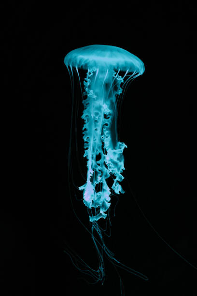 istock Neon teal jellyfish on a black background. 1330393850