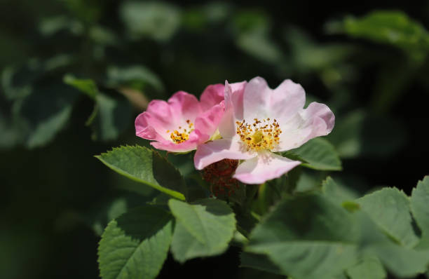 kuvapankkikuvat ja rojaltivapaat kuvat aiheesta vaaleanpunainen ruusunmarjakukka, rosa canina - rose flower