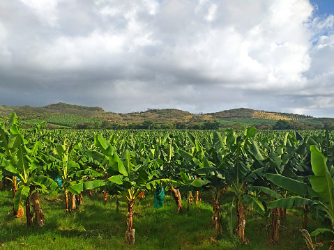 Banana plantation trees. Panoramic view of banana plantation in the French West Indies under stormy skies. Ecological and sustainable agriculture. Banana trees in in Martinique.