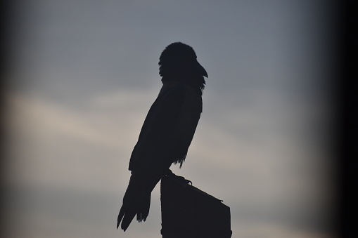 Crow on an electricity pole sat dusk