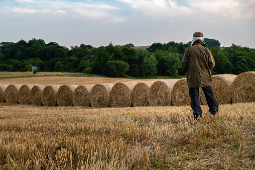 Grey haired man standing at looking at round bales of straw in an agricultural field after harvest