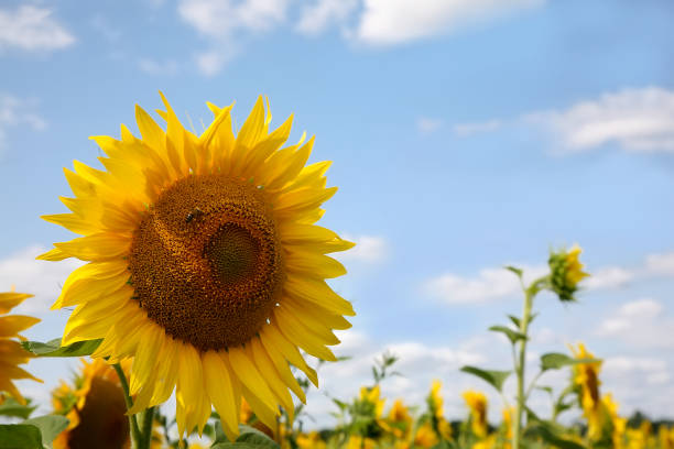 eine biene auf einer gelben sonnenblume sammelt pollen, um honig herzustellen und die samen der stempel und staubblätter der blumen in der französischen region charente zu transportieren. nahaufnahme - macro close up sunflower france stock-fotos und bilder