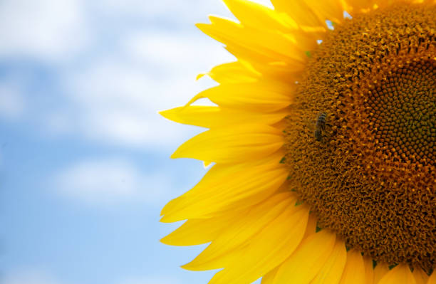 eine biene auf einer gelben sonnenblume sammelt pollen, um honig herzustellen und die samen der stempel und staubblätter der blumen in der französischen region charente zu transportieren. nahaufnahme - macro close up sunflower france stock-fotos und bilder