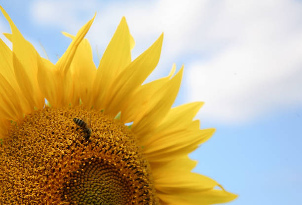 eine biene auf einer gelben sonnenblume sammelt pollen, um honig herzustellen und die samen der stempel und staubblätter der blumen in der französischen region charente zu transportieren. nahaufnahme - macro close up sunflower france stock-fotos und bilder