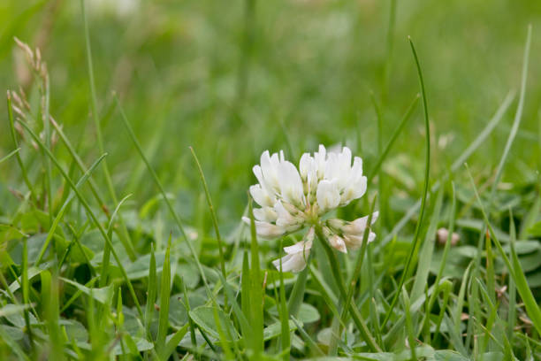 White clover flower in a lawn in summer, United kingdom