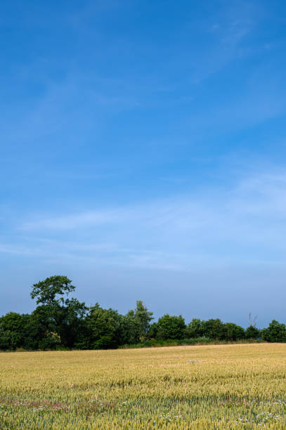 A cereal crop in an agricultural field ripening in the sun in rural south west Scotland