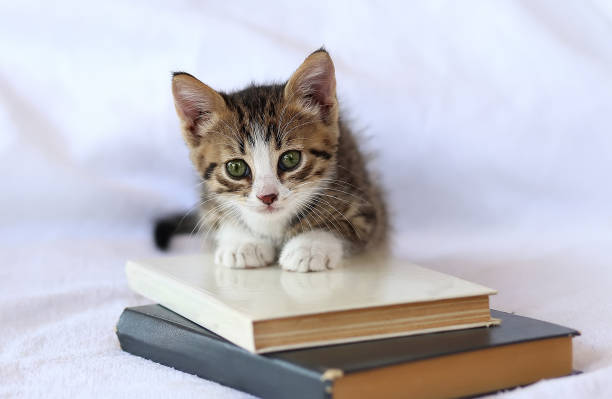 The kitten plays with the book. Striped tabby cat kitten with stack book lying on white bed. Clever cute little domestic cat reading. Back to school, Education concept