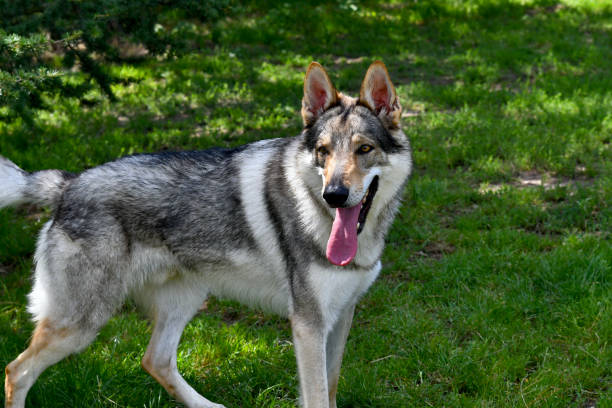 Czechoslovak Wolf dog Portrait of a beautiful Czechoslovak Wolf dog in the nature former czechoslovakia stock pictures, royalty-free photos & images