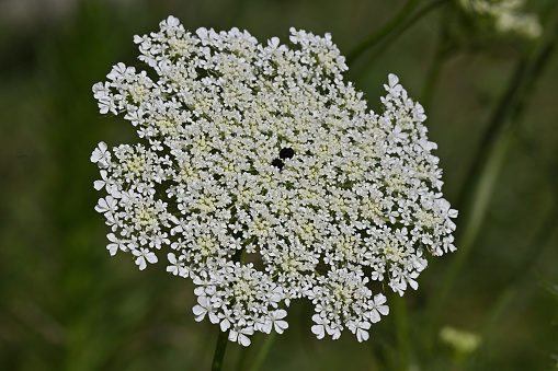 Queen Anne's lace close-up, taken in a Connecticut field in midsummer. Note the purple-red floret in the center. The name arises from the legend that Queen Anne of Great Britain pricked her finger with a needle while making lace, and a drop of blood fell onto the center.