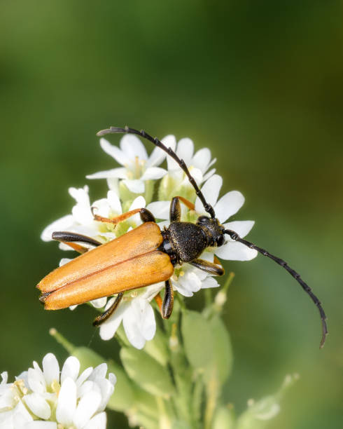 istock Variegated leptura Lat. Stictoleptura variicornis 1330399290