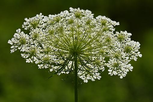 Backlit Queen Anne's lace in a Connecticut field