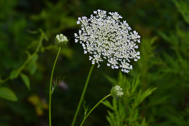 Queen Anne's lace and buds, taken in a Connecticut field in midsummer