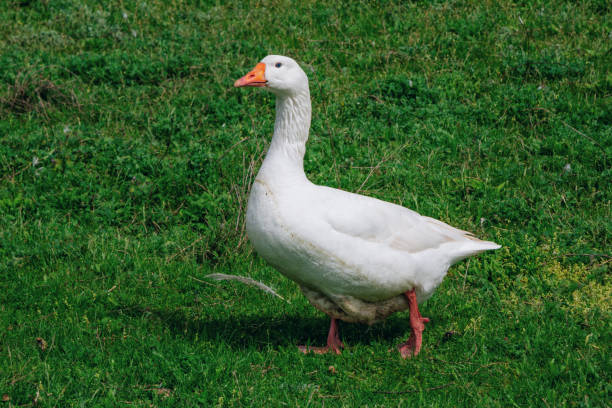 istock White goose walking on the meadow 1330400034