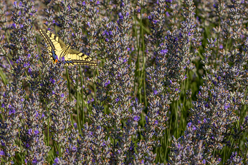 butterfly on the flower