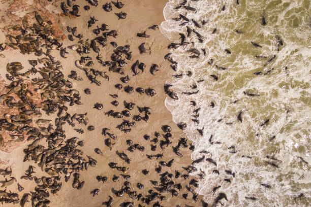 Top Down Aerial View of Seals at the Cape Cross Seal Reserve on the Skeleton Coast in Namibia, Africa Aerial top down view of seals at the Cape Cross Seal Reserve on the Skeleton Coast in Namibia. Cape Cross is home to one of the largest colonies of Cape fur seals in the world. swakopmund photos stock pictures, royalty-free photos & images