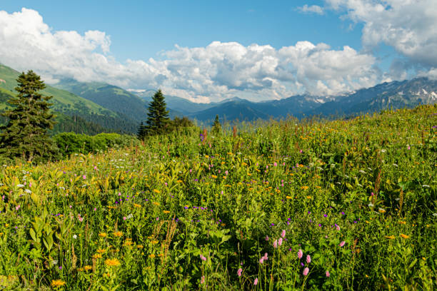 istock mountain landscape summer forests meadows grass flowers sky clouds 1330402245