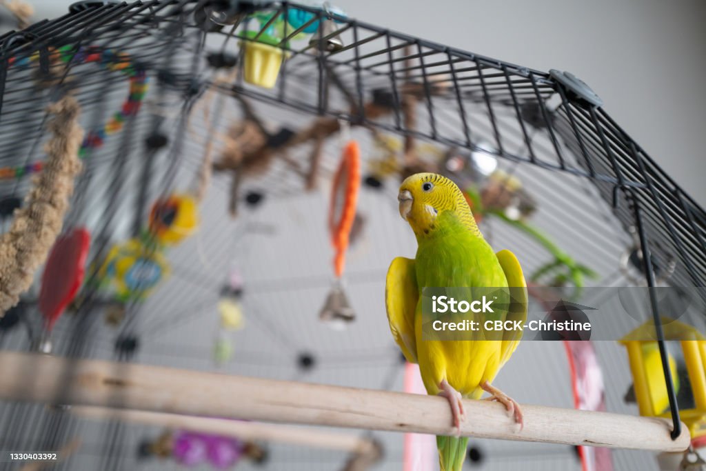 Green and yellow budgerigar parakeet sitting on a perch with the door open to her cage. She is opening her wings slighty to cool off. Parrot Stock Photo