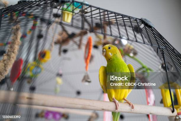 Green And Yellow Budgerigar Parakeet Sitting On A Perch With The Door Open To Her Cage She Is Opening Her Wings Slighty To Cool Off Stock Photo - Download Image Now