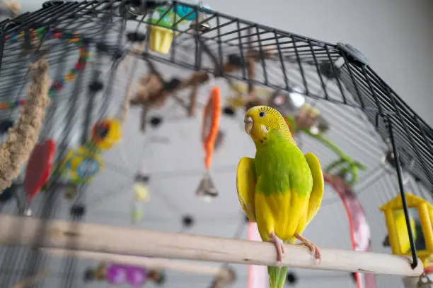 Photo of Green and yellow budgerigar parakeet sitting on a perch with the door open to her cage. She is opening her wings slighty to cool off.
