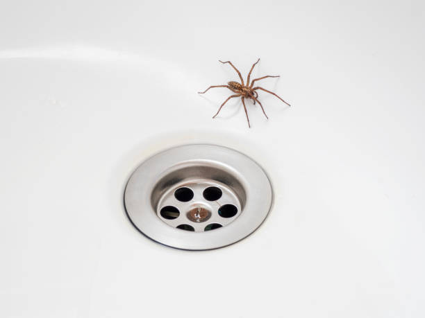 araignée dans le bain - arachnophobia photos et images de collection