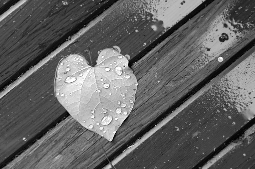Leaf with water droplets on a wooden surface in black and white