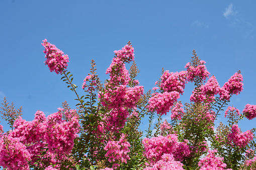 pink flowers of Lagerstroemia indica shrub