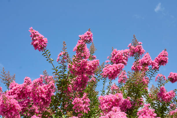 Lagerstroemia indica shrub in bloom pink flowers of Lagerstroemia indica shrub panicle stock pictures, royalty-free photos & images