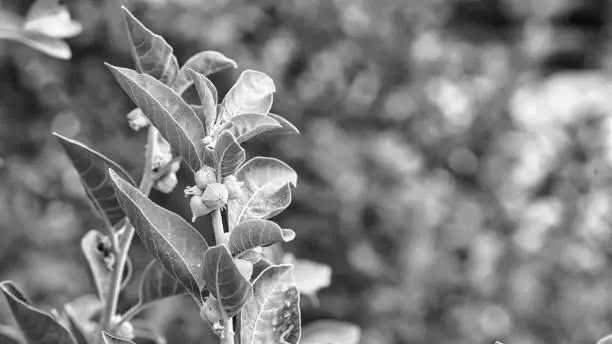 Black and white shot, Ginseng plant in nature. Unique Indian Ginseg pharmaceuptical plant Withania somnifera Aahwagandha, growing in wild natural environment. Healthcare concept"n