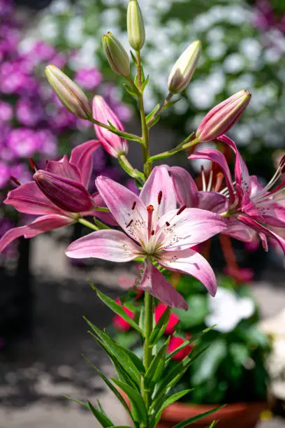 A bouquet of white-lilac lilies on a branch with buds