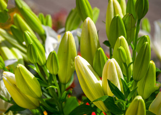 istock A bouquet of white lilies on a branch with buds. 1330407841