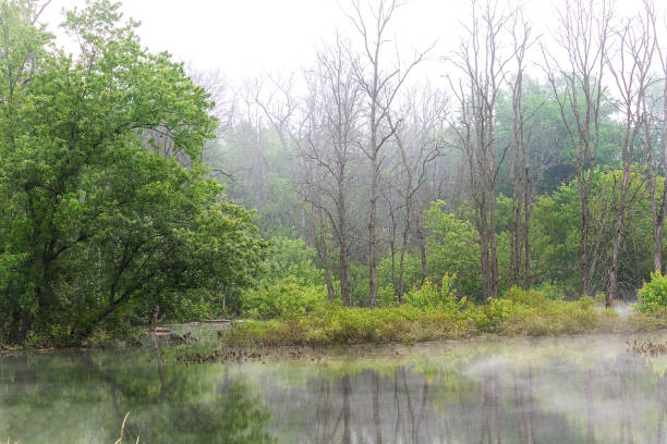 istock Dead Ash Trees with other Foliage Reflecting in the Flooded Swamp 1330408108
