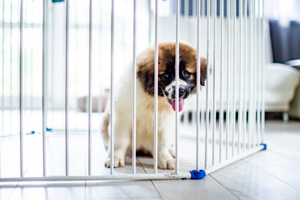 Sad dog behind the fence. Homeless dog behind bars in an animal shelter