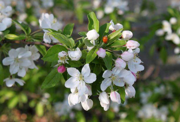 Pretty red ladybug crawling on cherry blossoms on branch - closeup