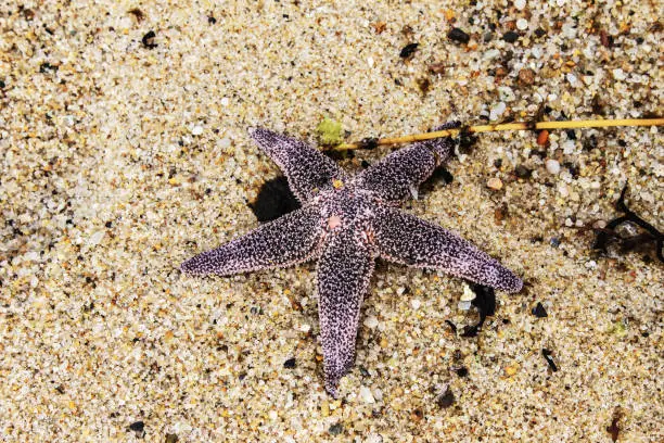 Pink-purple starfish washed onto beach - close-up lying of colorful crystal sand