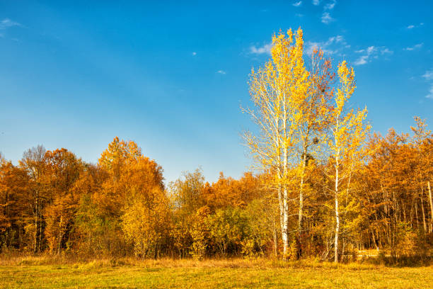 the outskirts of the forest, yellow and orange leaves on the trees. In the foreground is a clearing with mown grass. A bright sunny day and a blue sky.