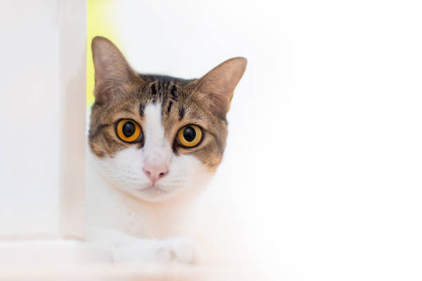 istock white cats looking at camera with yellow eyes 1330409250